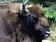 Réserve des Bisons d'Europe à Sainte-Eulalie