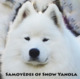 Photo Elevage Samoyedes Of Snow Yanola