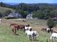 Photo Sarl Ferme Equestre de Mialaret