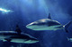Photo Seaquarium et Musée de la Mer