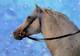 Photo Service Dressage Débourrage Cheval