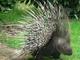 Photo Spaycific'Zoo