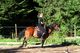 Stages d'équitation à Corrençon-en-Vercors