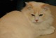 Photo Top Chats Ragdoll