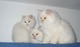Photo Top Chats Ragdoll