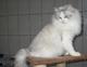 Photo Top Chats Ragdoll