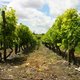 Vinibalades à Quissac