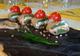 Photo Atelier Culinaire dans l'Aveyron