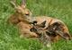 Photo Découverte des animaux pyrénéens en famille