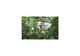 Photo Journée aventure Accrobranche et paintball
