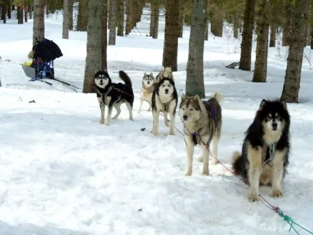 A la découverte du monde des chiens polaires à La Ferrière, Isère (38)