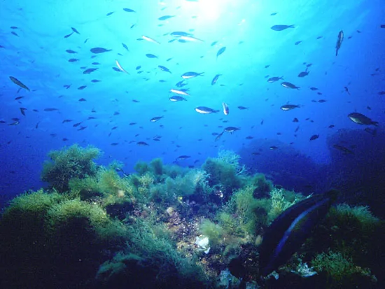 Abyss Plongée à Agde, Hérault (34)