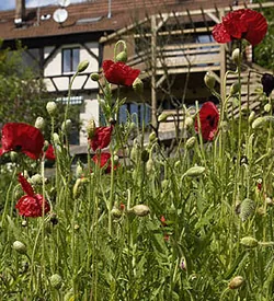 ALSACE VILLAGE à Obersteinbach, Bas-Rhin (67)