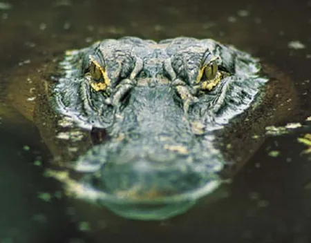 Alligator Bay
