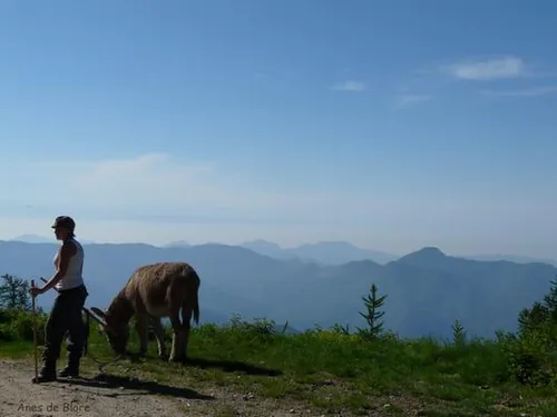 Ânes de Blore à Valdeblore, Alpes-Maritimes (06)