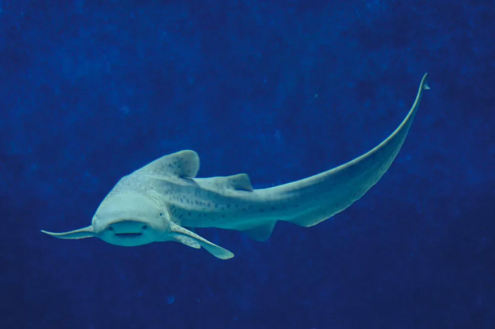 Requin Léopard