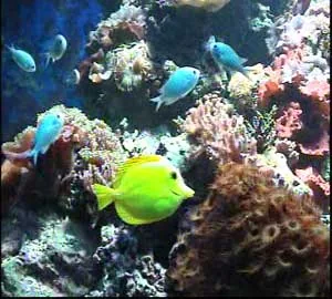 Aquarium Les Naïades à Ottrott, Bas-Rhin (67)