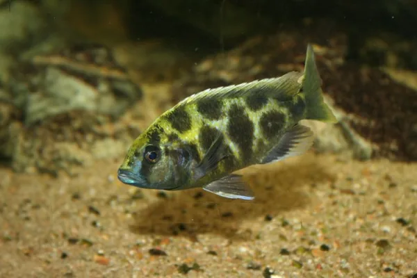 Aquarium de Loudun à Loudun, Vienne (86)