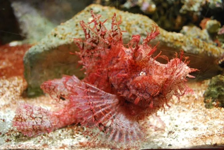 Aquarium d'Amnéville à Amnéville, Moselle (57)