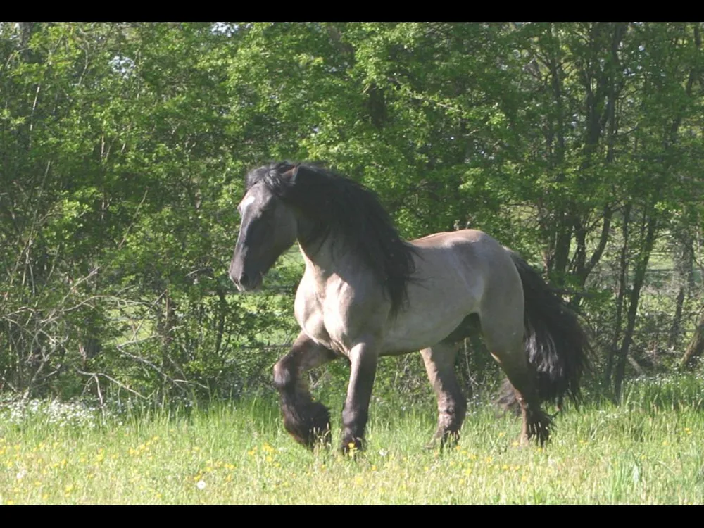 Association Cheval Poitevin à Saint-Didier-la-Forêt, Allier (03)