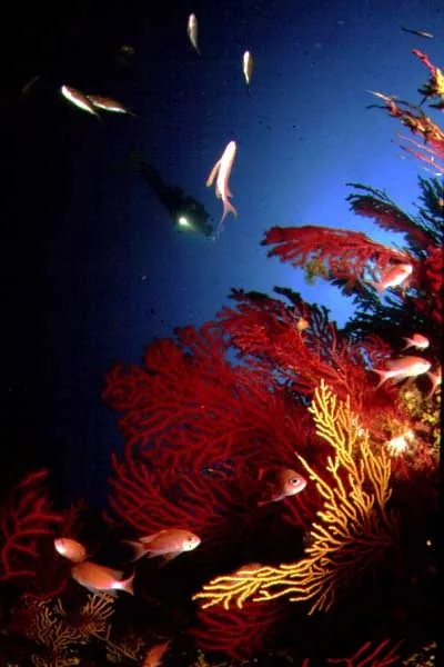 Atelier Bleu du Cap de l'Aigle à La Ciotat, Bouches-du-Rhône (13)