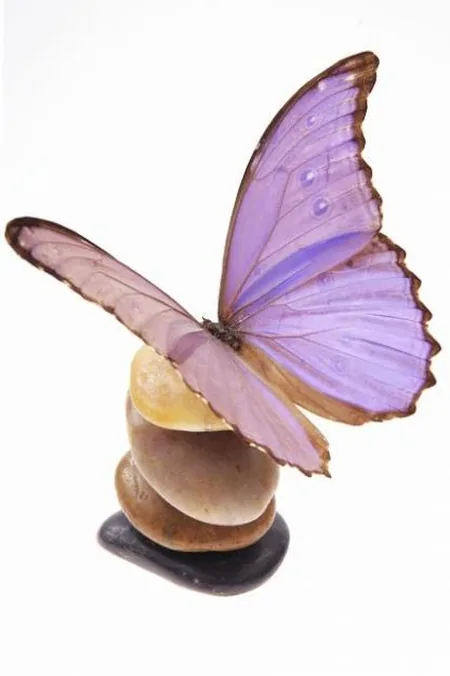 Audrey Sallou Praticienne en Santé Bien-être à Montfort-sur-Meu, Ille-et-Vilaine (35)