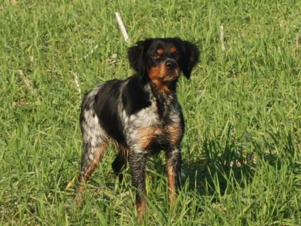 Au Royaume des Minis Stars à Besse-sur-Issole, Var (83)
