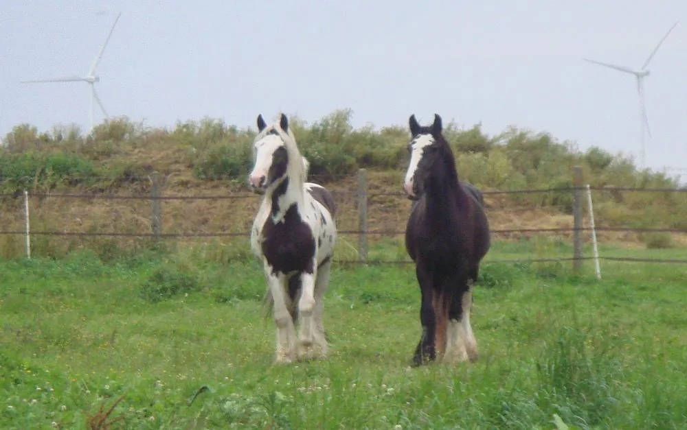 Mes deux loulous:Urban et Maya