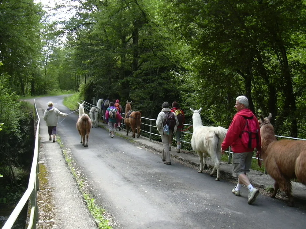 Balades au contact des lamas à Réaumont, Isère (38)