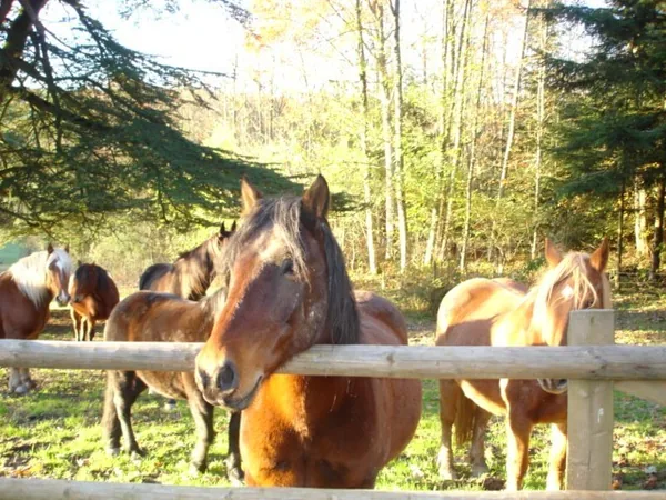 Balade à poneys à Saint-Léger-sous-Beuvray, Saône-et-Loire (71)