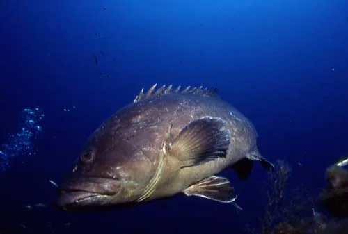 Beluga Diving Prestations à L'Île-Rousse, Haute-Corse (2B)