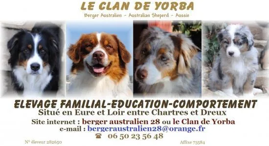 Berger Australien du Clan de Yorba à Néron, Eure-et-Loir (28)