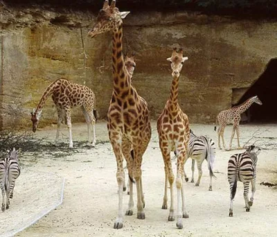 Bioparc Zoo de Doue la Fontaine à Doué-la-Fontaine, Maine-et-Loire (49)