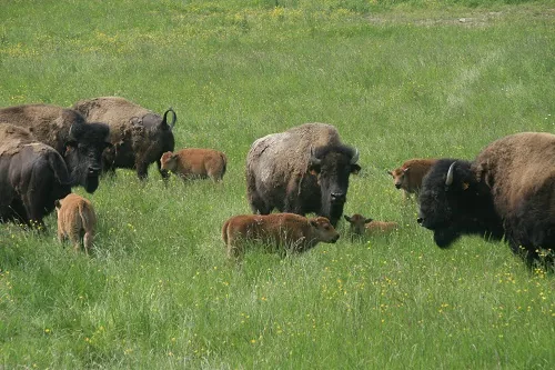 Bisons d'Auvergne à Rocles, Allier (03)