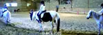 Blagnac Constellation Equitation à Colomiers, Haute-Garonne (31)
