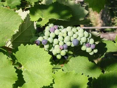 Cave des Vignerons de Laudun à Laudun-l'Ardoise, Gard (30)