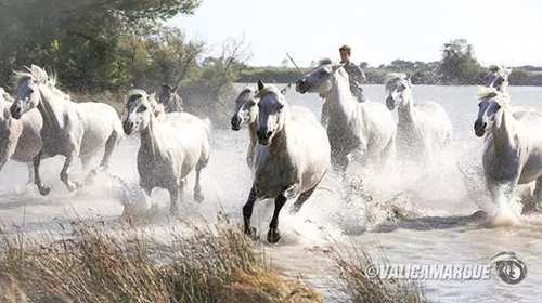 Camargue Sauvage à Aigues-Mortes, Gard (30)