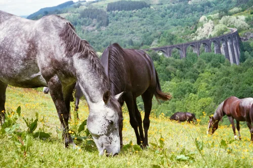 Cantal Cheval à Riom-ès-Montagnes, Cantal (15)