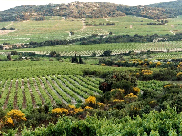 Cave des Vignerons de Tavel à Tavel, Gard (30)