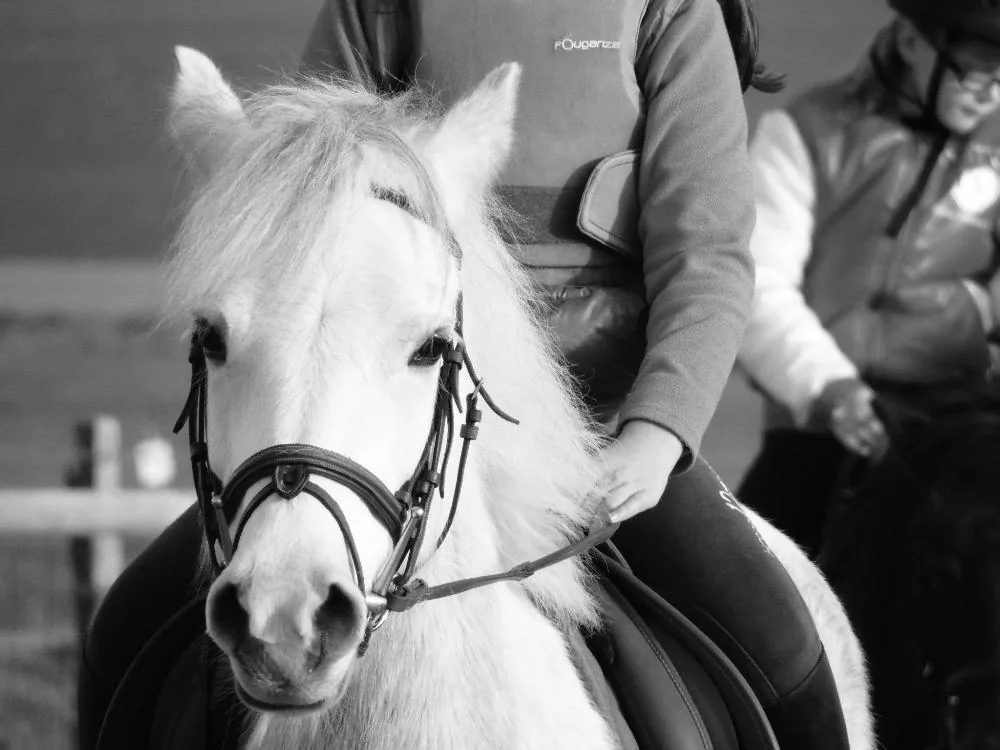 Centre équestre Poney Club l'Oxer à Noidans-le-Ferroux, Haute-Saône (70)