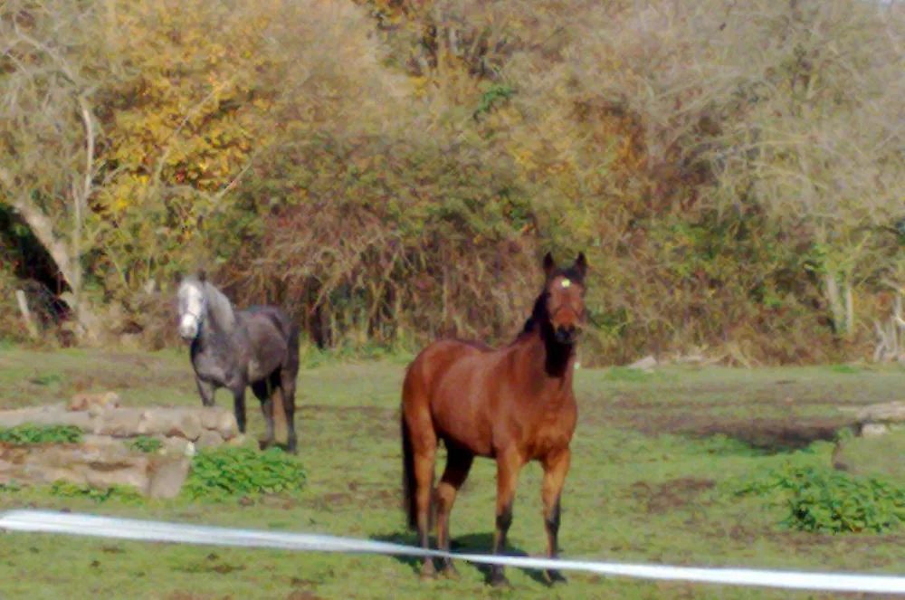 Centre Equestre de la Roche Posay à La Roche-Posay, Vienne (86)