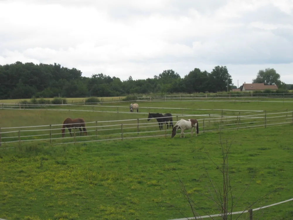 Centre Equestre des Monts Vert à Ids-Saint-Roch, Cher (18)