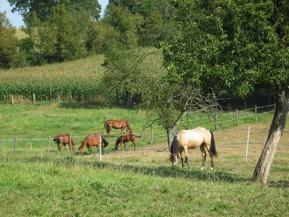 Centre Équestre du Bel Endroit à Beaubec-la-Rosière, Seine-Maritime (76)
