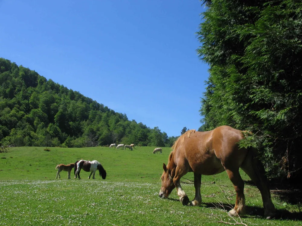 Centre de Tourisme Équestre Olhaldea Zalditokia à Sare, Pyrénées-Atlantiques (64)