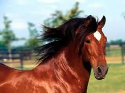 Centre Equestre de Freigné à Freigné, Maine-et-Loire (49)