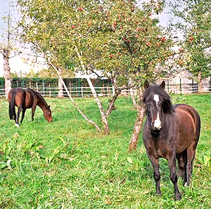 Centre Equestre de Meymac à Meymac, Corrèze (19)