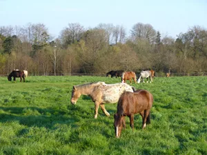 Centre Équestre du Mont Houel à Selles, Eure (27)