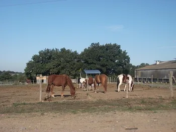 Centre Equestre le Mauny à Trémentines, Maine-et-Loire (49)