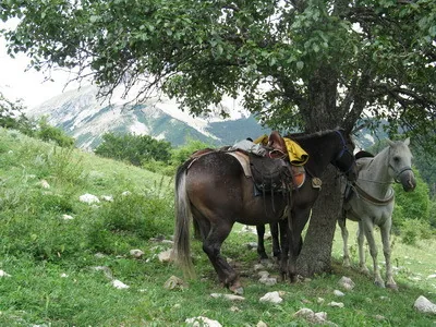Centre Equestre Equisoleil à Veynes, Hautes-Alpes (05)