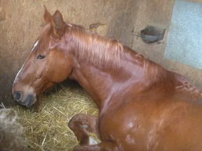 Centre Equestre d'Isore à Beaumont-en-Véron, Indre-et-Loire (37)
